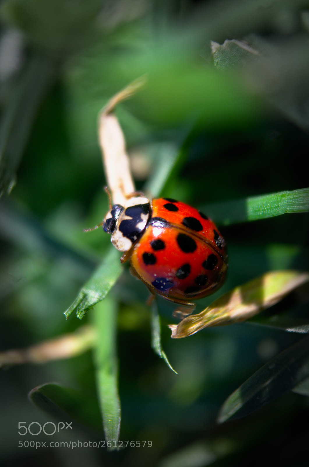 Nikon D5100 sample photo. Coccinelles photography