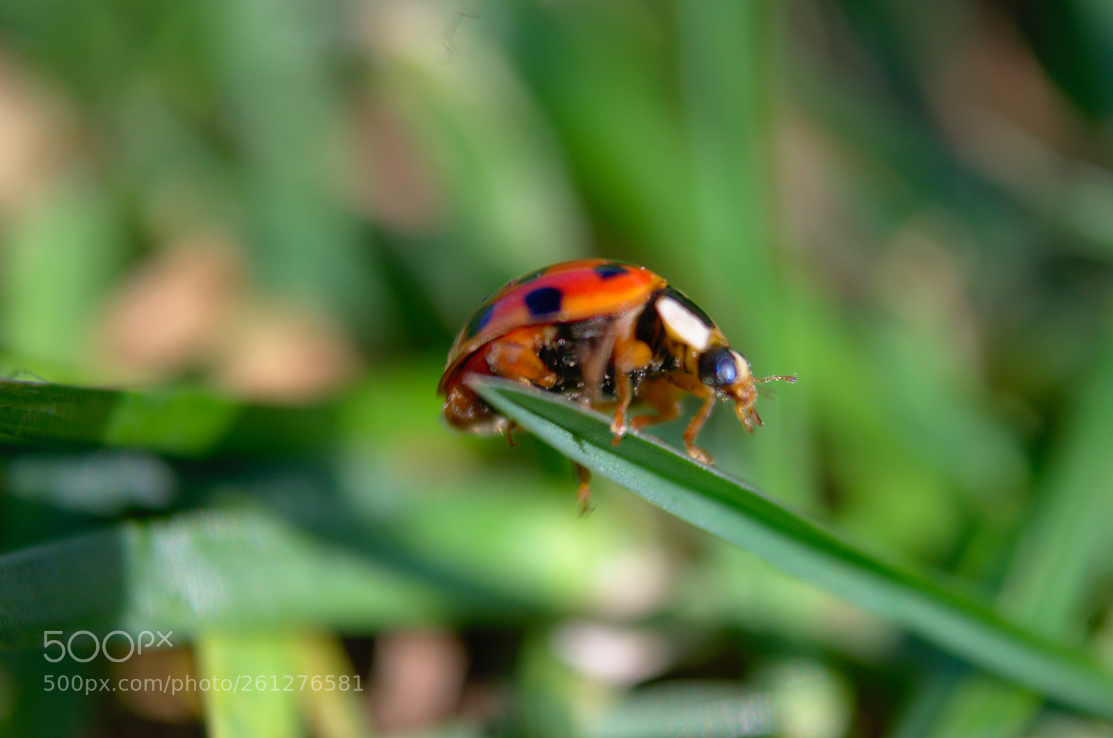 Nikon D5100 sample photo. Coccinelles photography