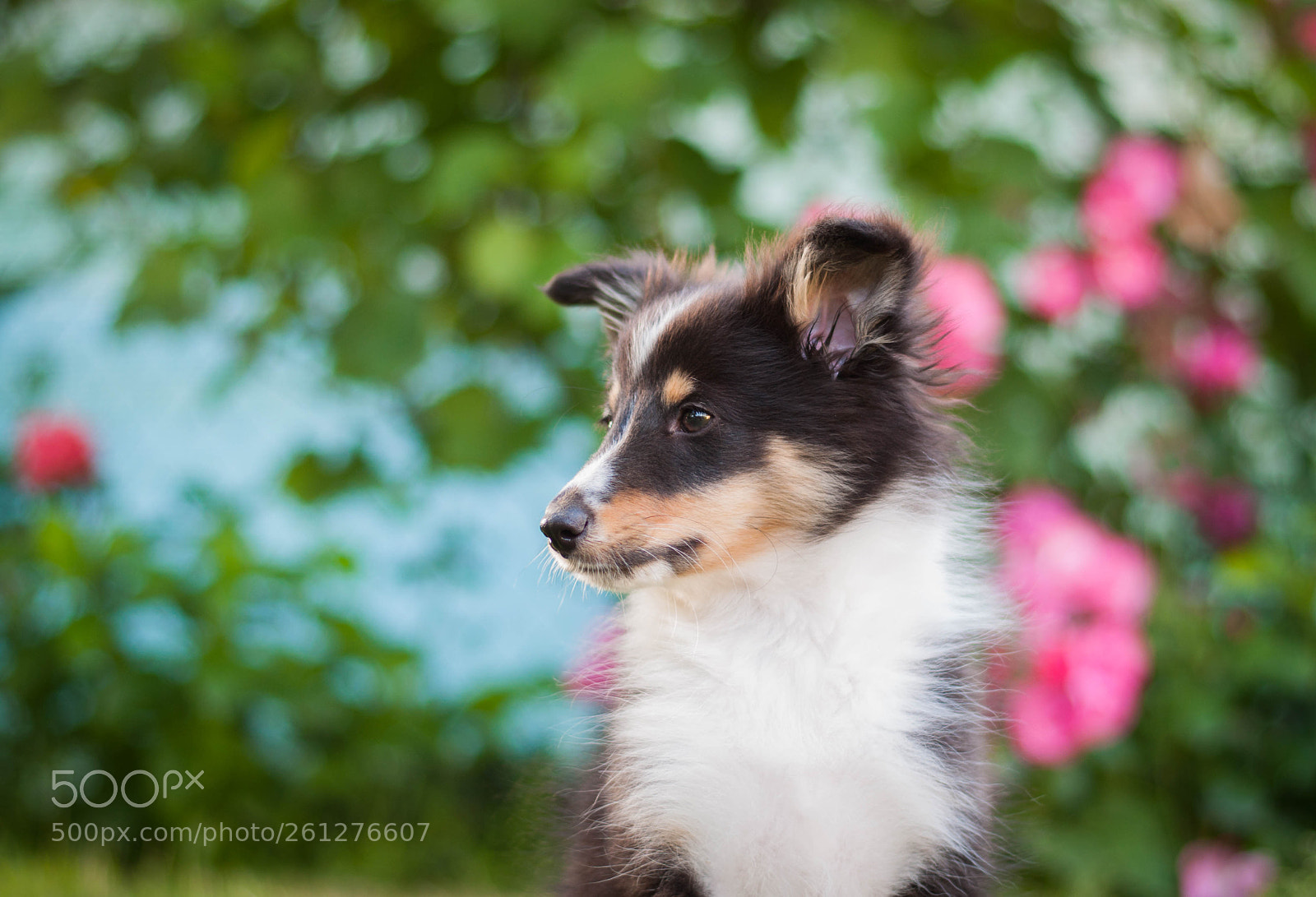 Nikon D5000 sample photo. Cute puppy photography