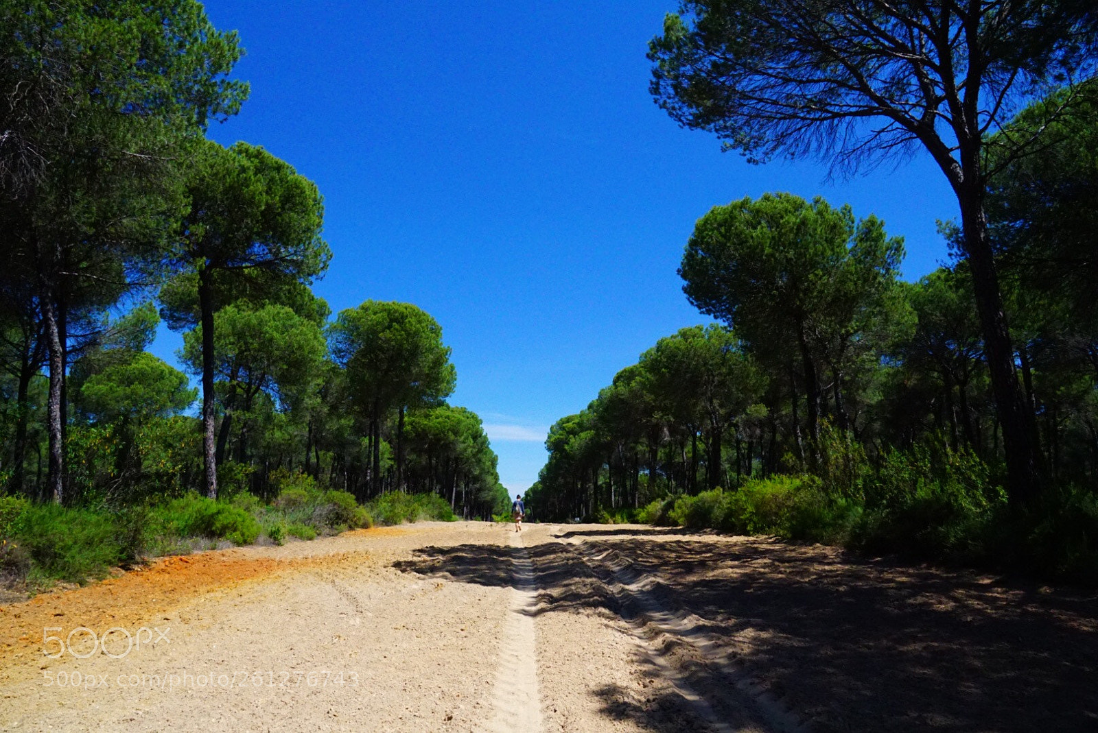 Sony ILCA-77M2 sample photo. Camino rocío photography