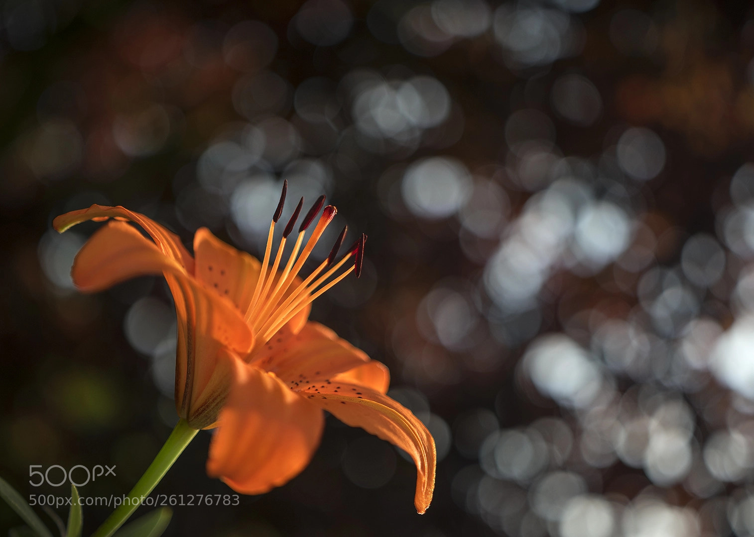 Nikon D5500 sample photo. Fiery photography