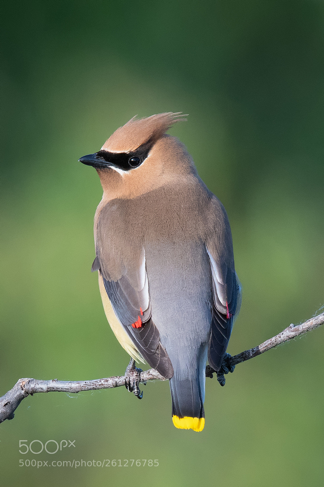 Nikon D500 sample photo. Cedar waxwing photography