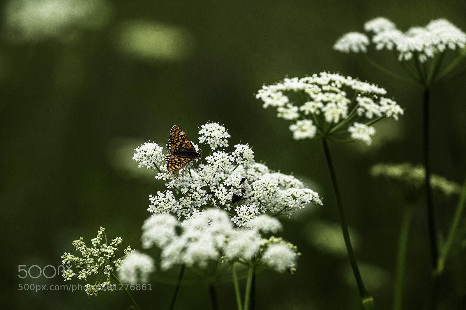 Canon EOS 6D sample photo. Butterfly photography