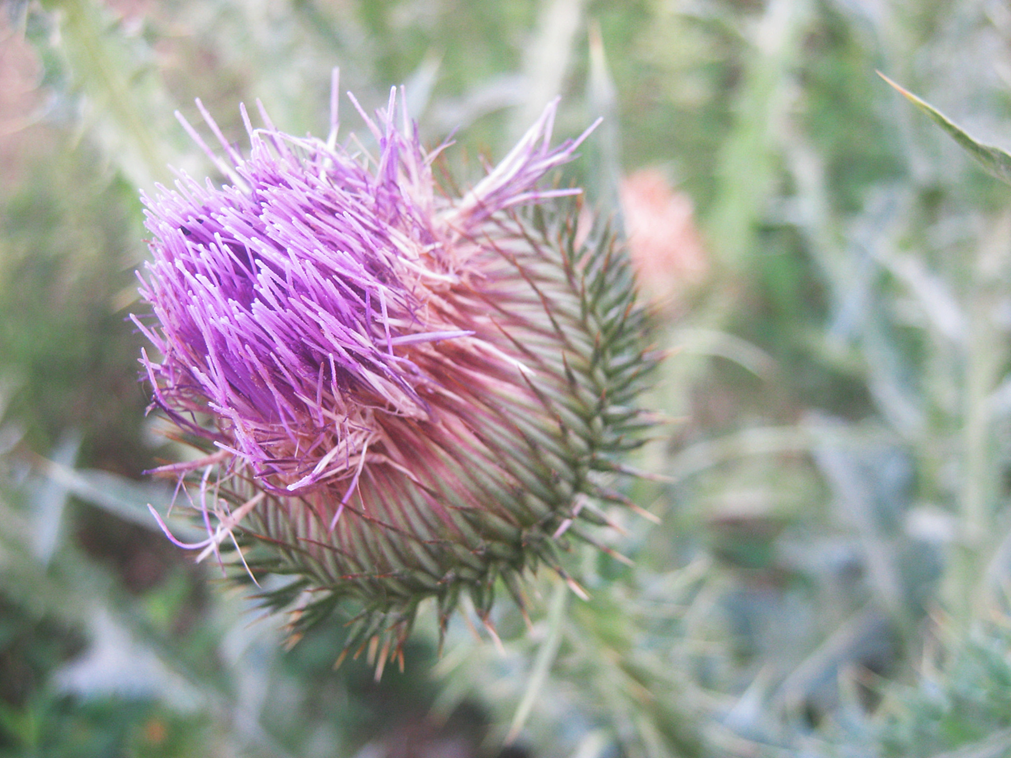 Canon PowerShot A800 sample photo. Milk thistle photography