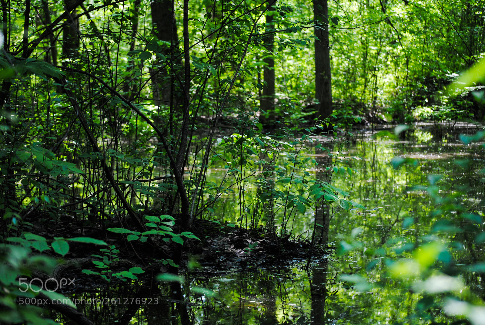 Nikon D3000 sample photo. Forest pond photography