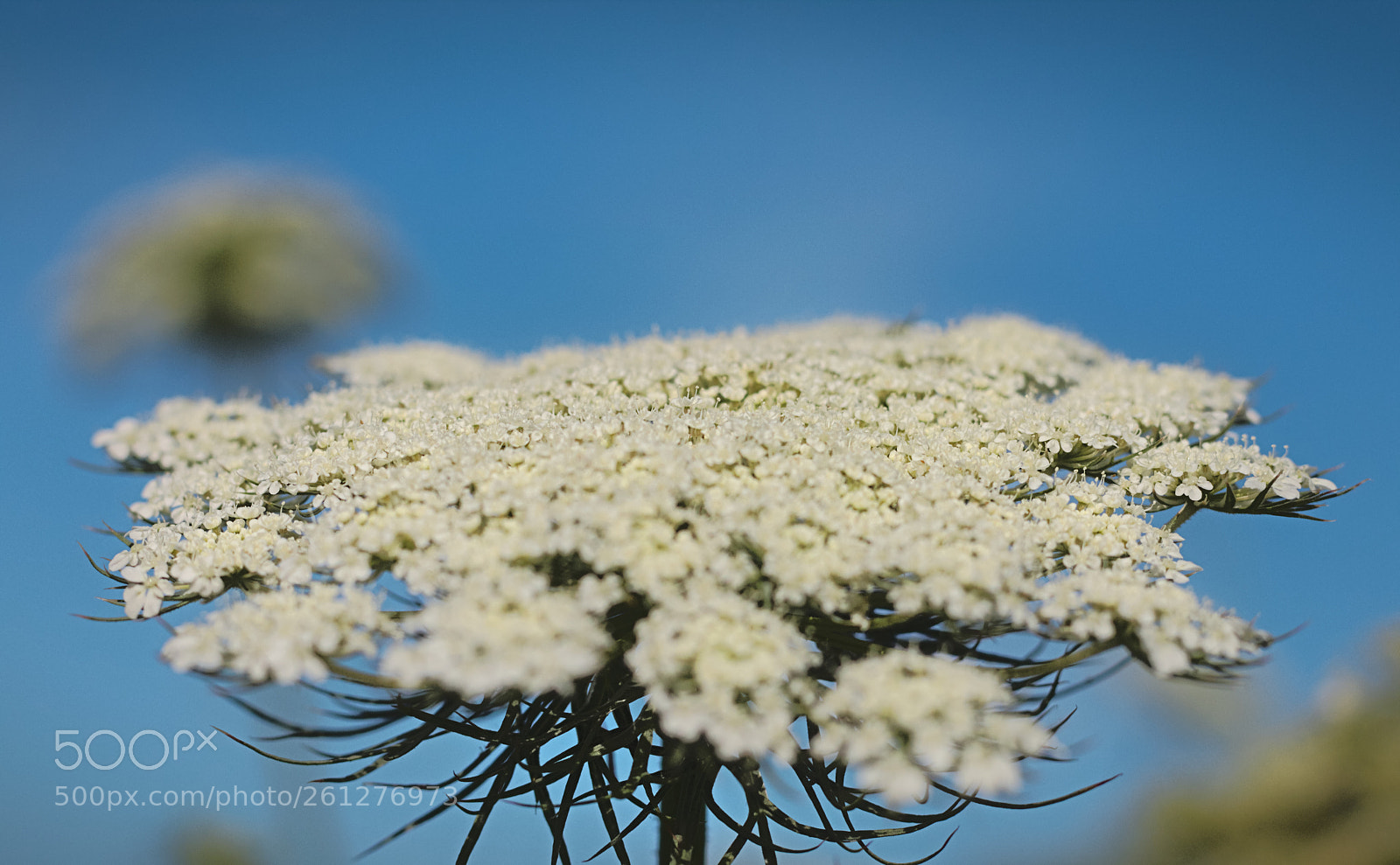 Canon EOS 70D + Canon EF 50mm F1.8 STM sample photo. Floral flying saucer photography