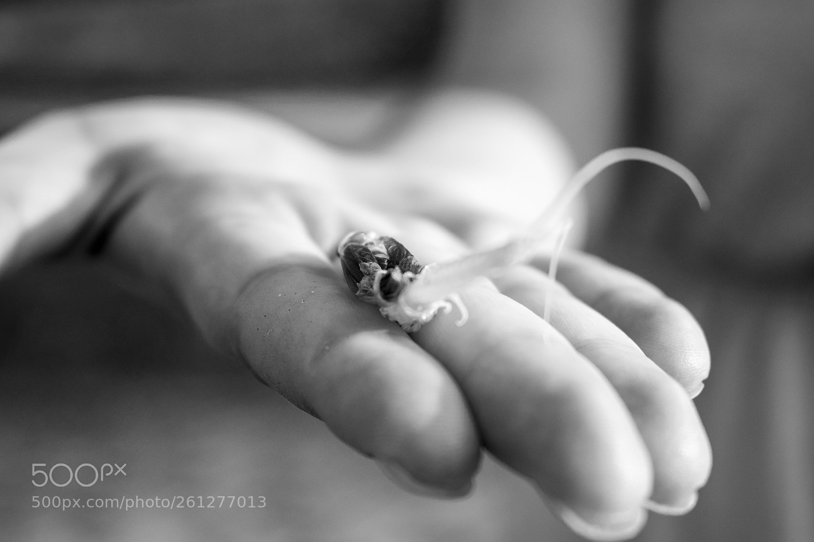 Nikon D5300 sample photo. Mayflower photography