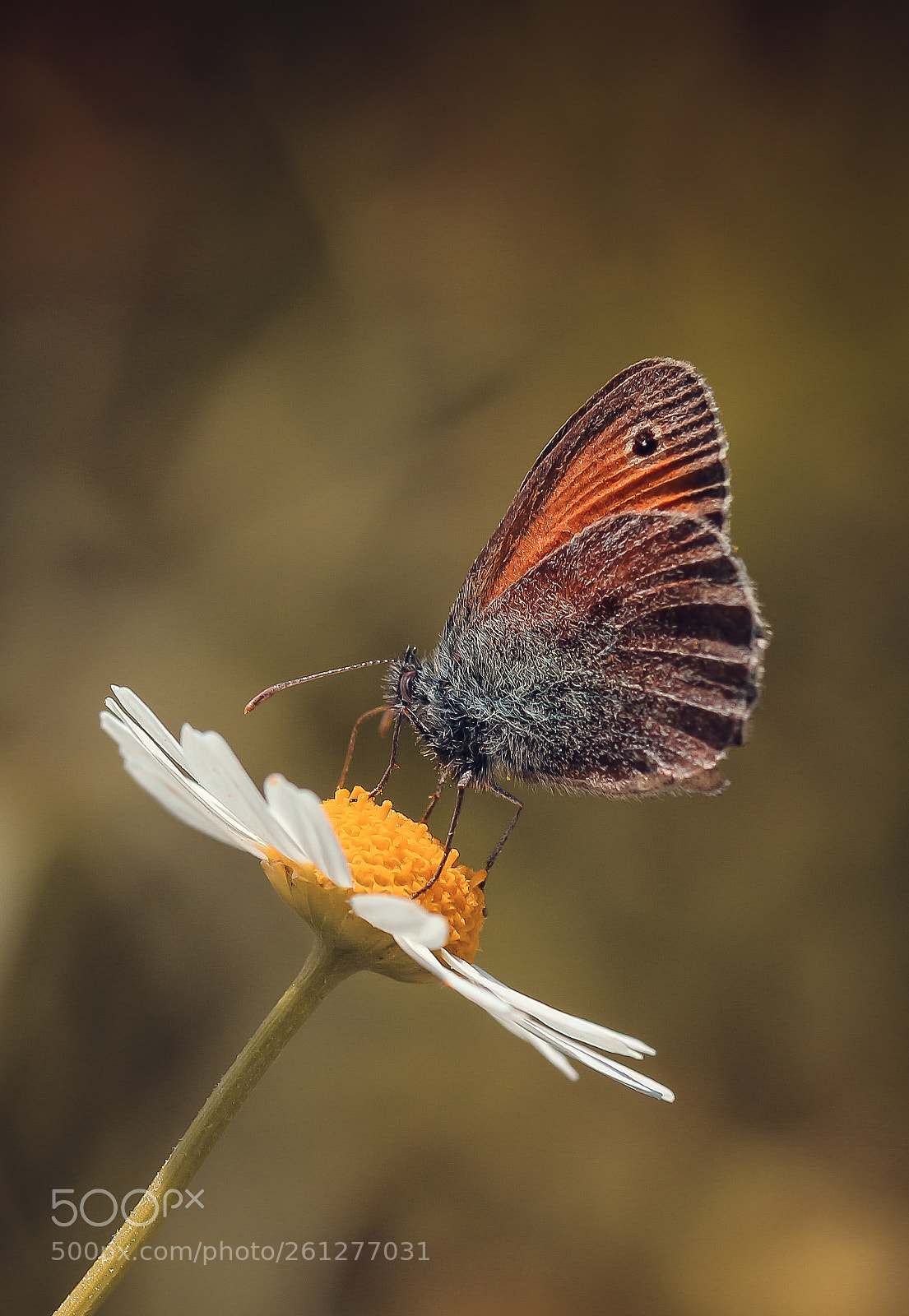 Canon EOS 700D (EOS Rebel T5i / EOS Kiss X7i) sample photo. Butterfly photography