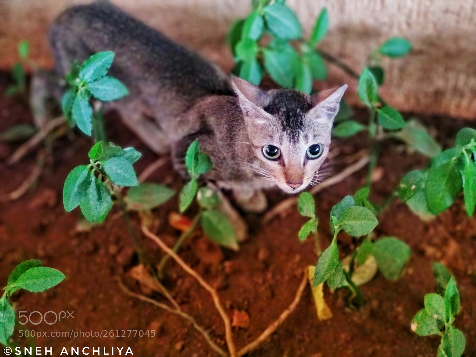 Xiaomi Mi A1 sample photo. Eyes says everything photography
