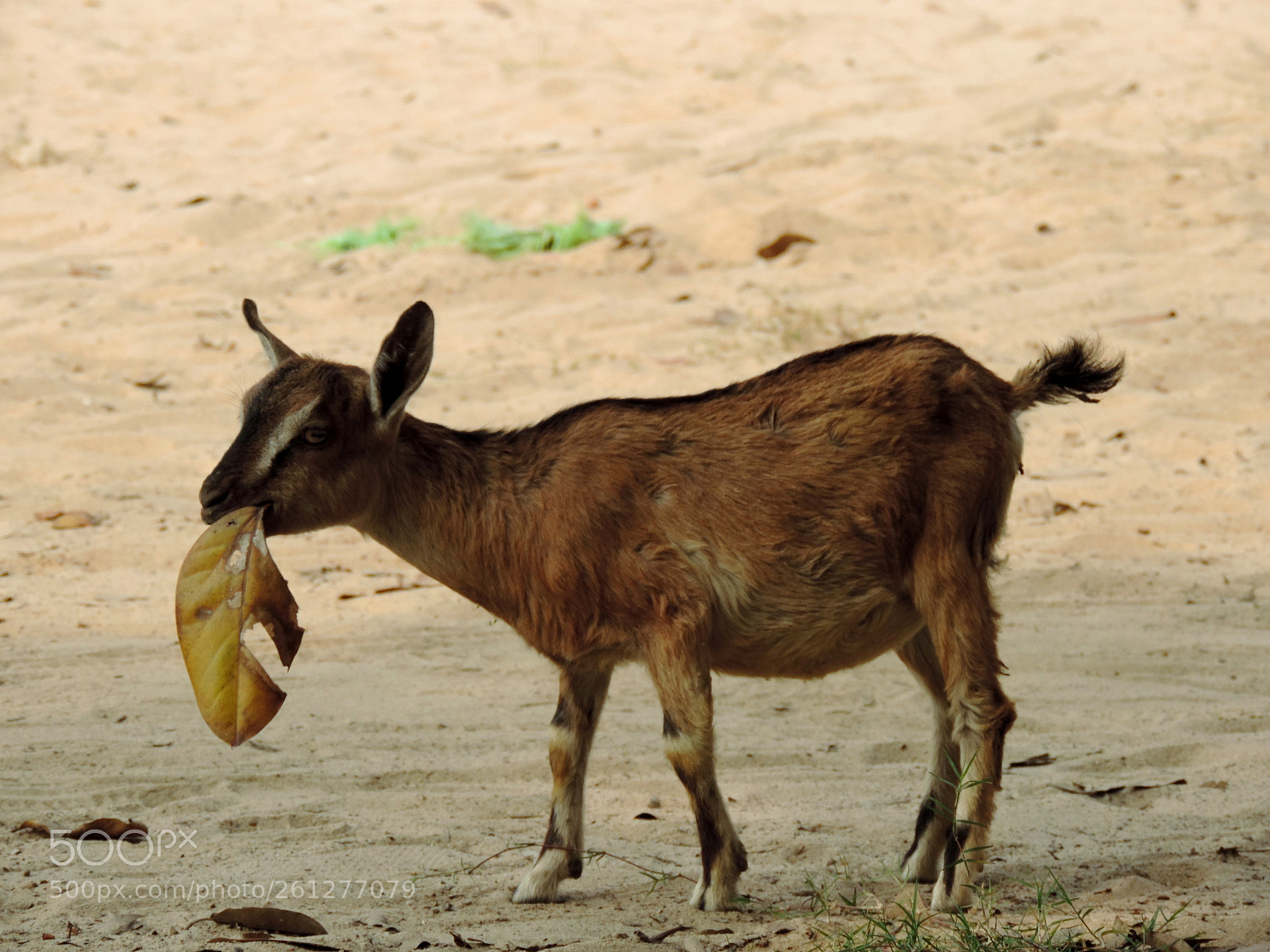 Nikon Coolpix P520 sample photo. Too hungry!!! photography