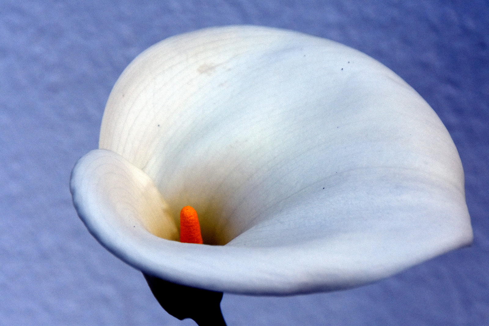 Nikon D7200 sample photo. A photography