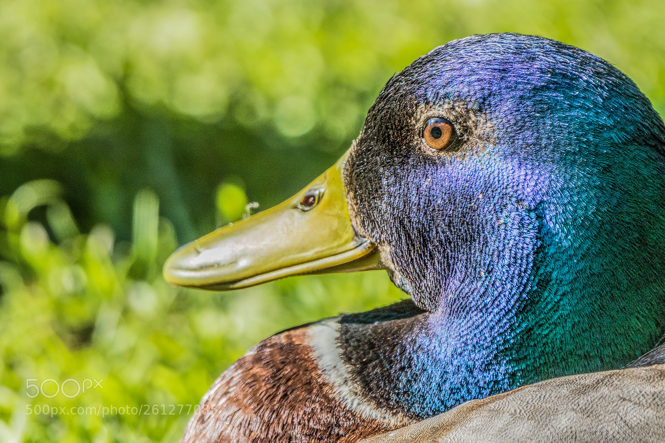 Canon EOS 7D Mark II sample photo. Kopf eines erpels im photography