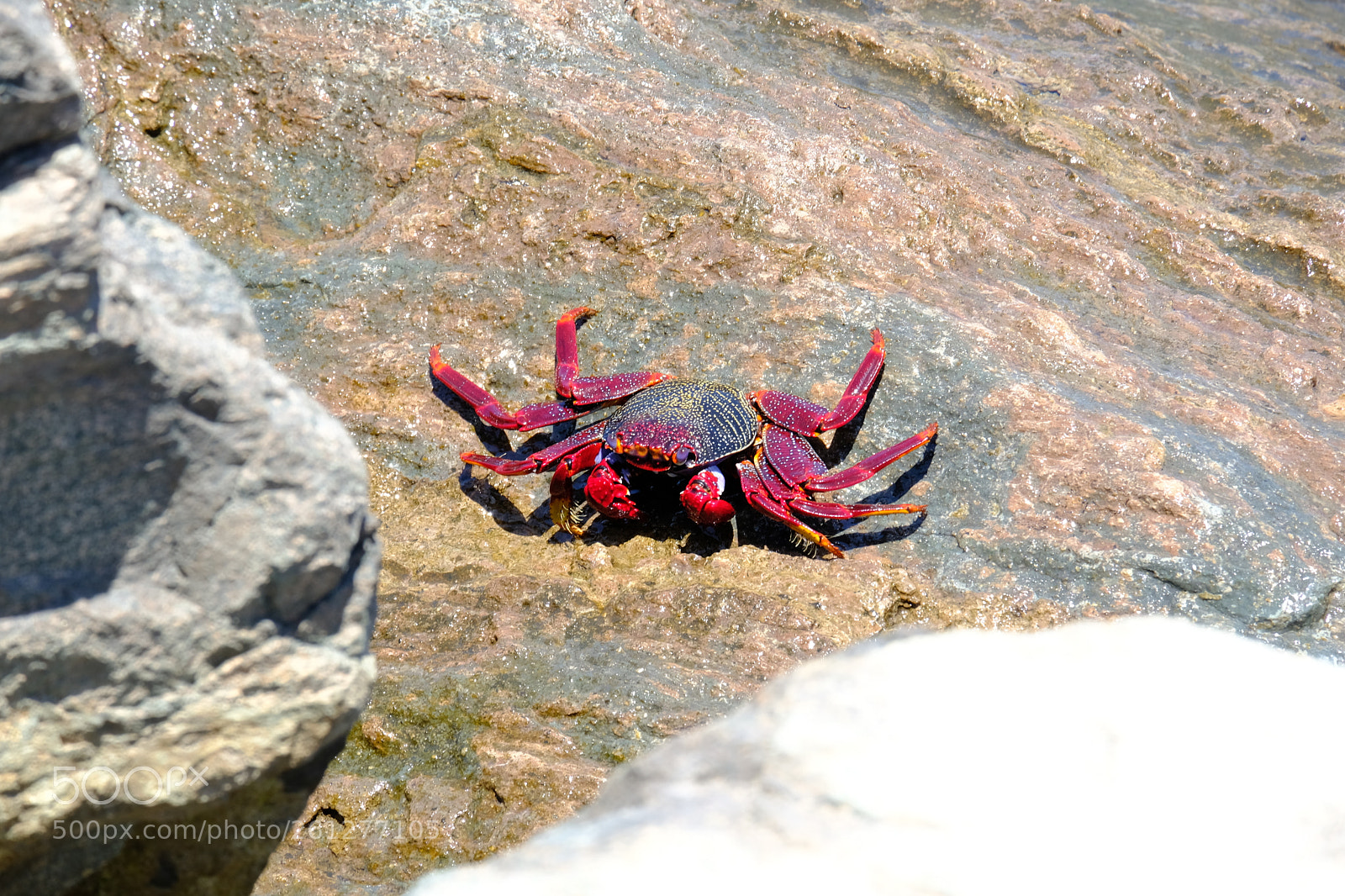 Fujifilm X-T20 sample photo. Crab photography
