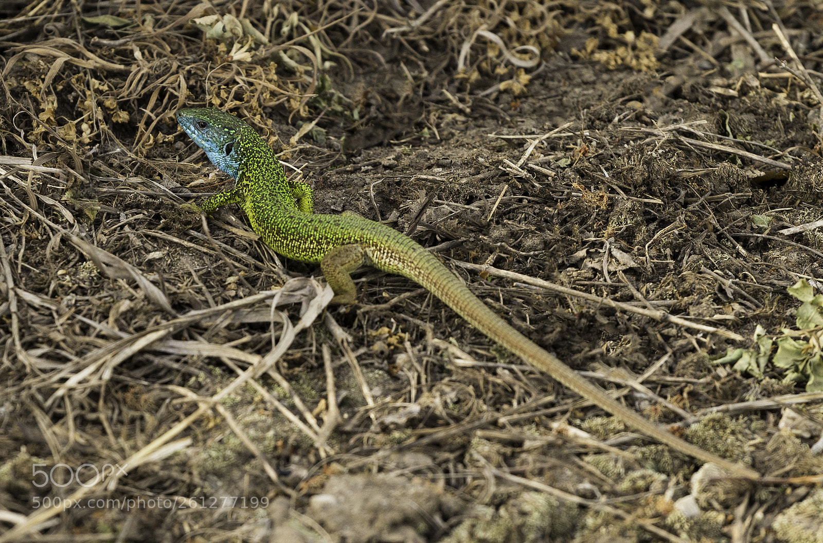Canon EOS 6D sample photo. Lizard photography