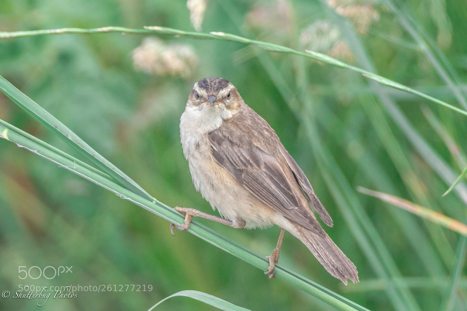 Canon EOS 80D sample photo. Fledged sedge photography