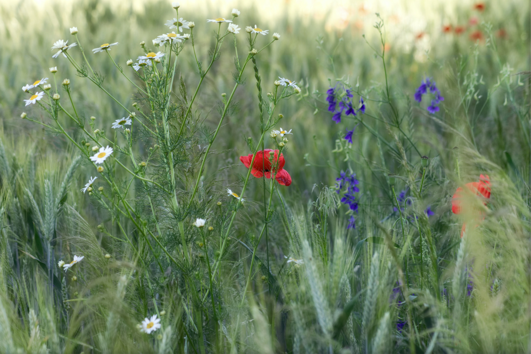 Sony Alpha DSLR-A450 sample photo. Summer photography