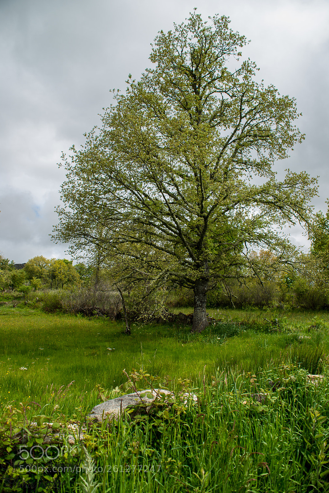Nikon D610 sample photo. A beleza n o photography