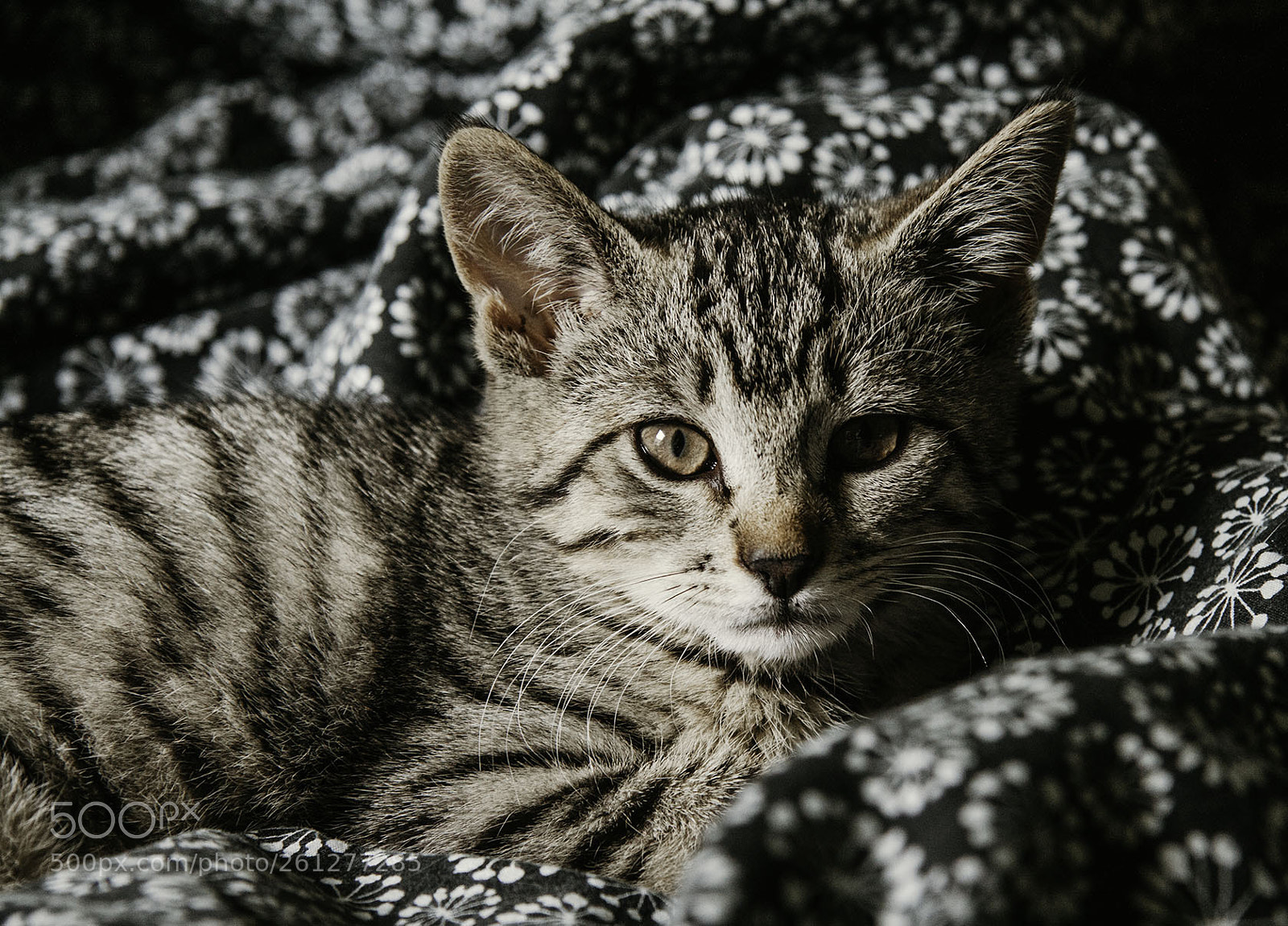 Canon EOS 50D sample photo. Sunny afternoon photography