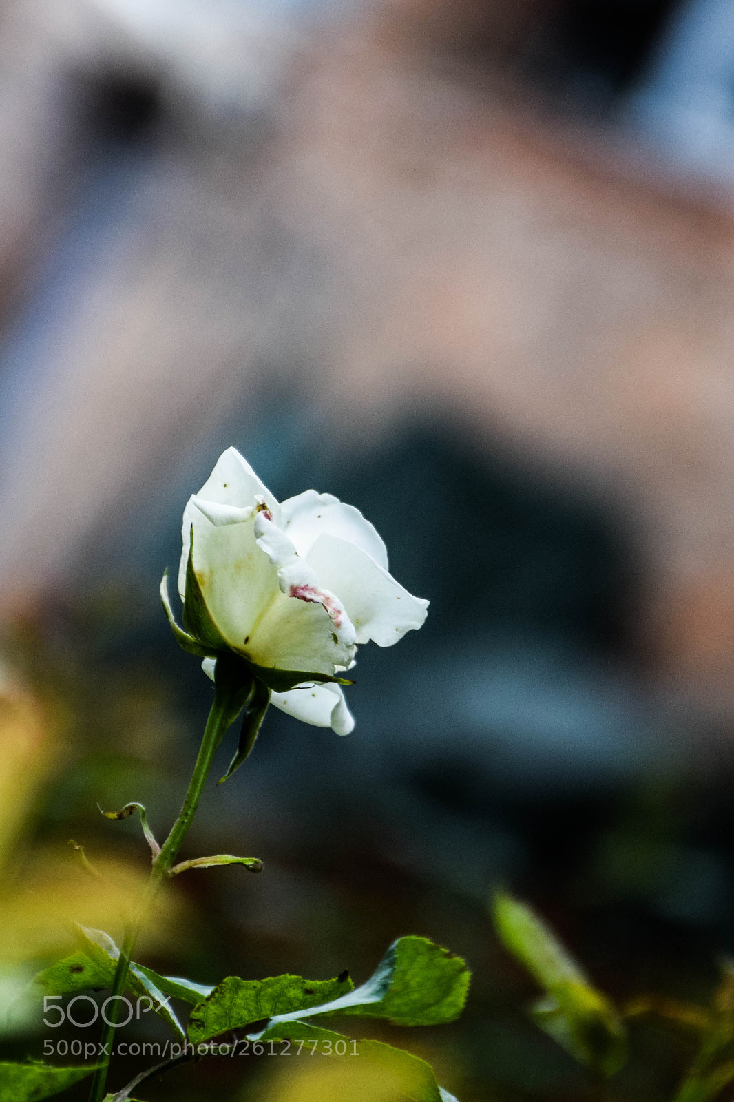 Nikon D5300 sample photo. Dsc photography