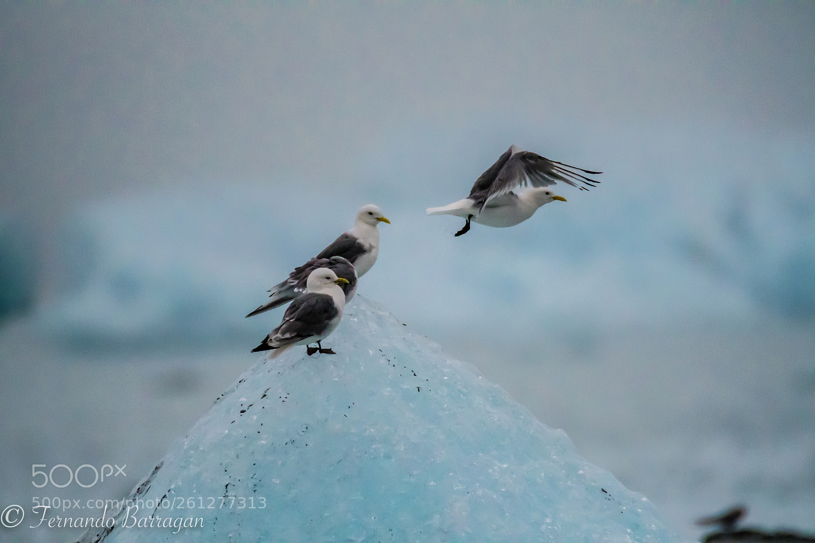 Nikon D500 sample photo. Gaviotas en hielo photography