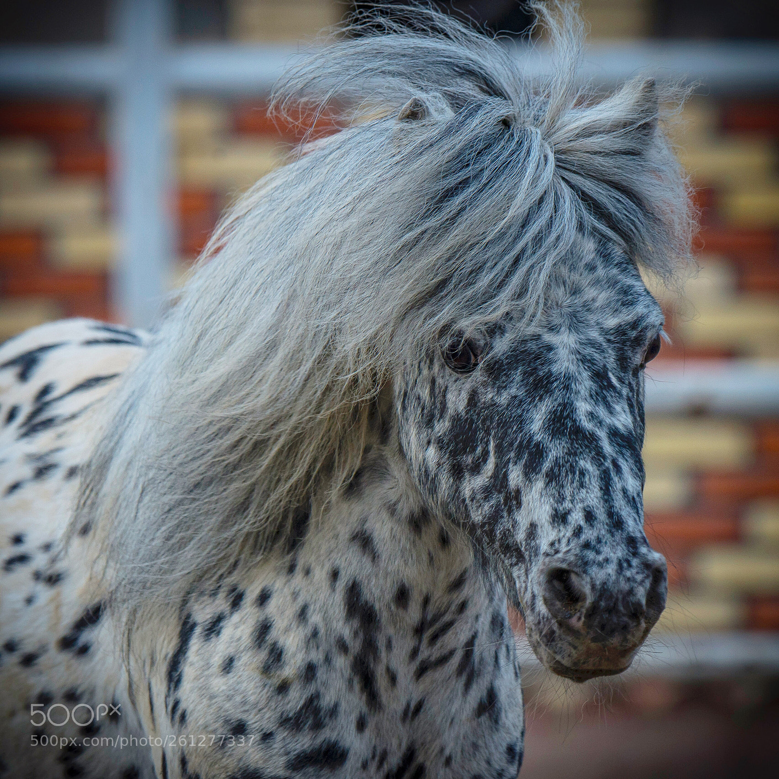Nikon D610 sample photo. Shetland pony photography