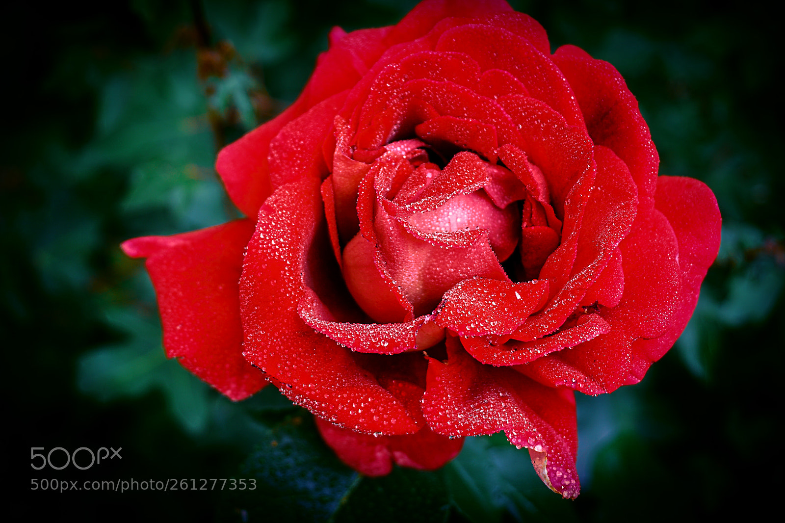 Sony a6000 sample photo. A rose photography