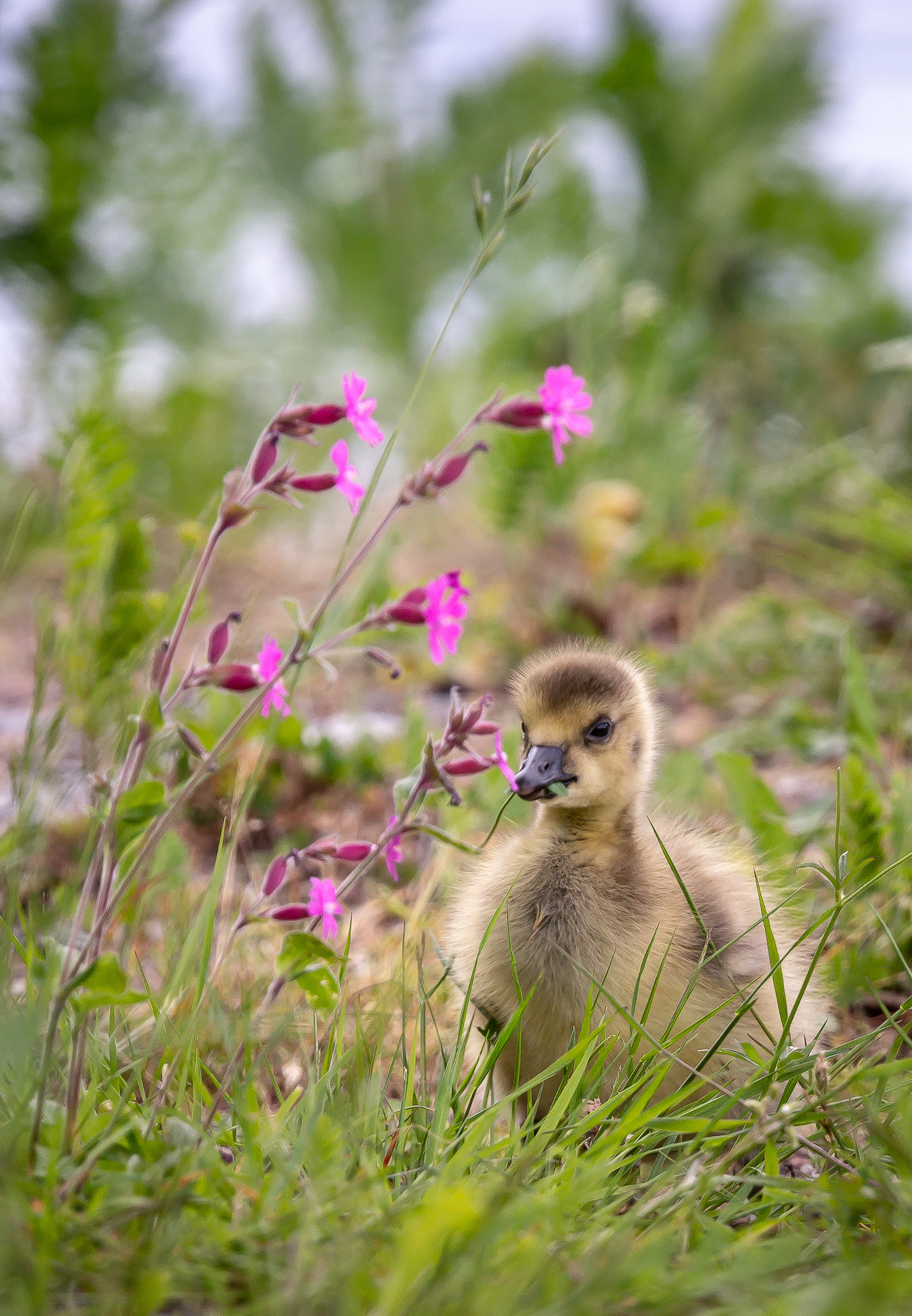 Sony a99 II sample photo. Canada goose chick photography