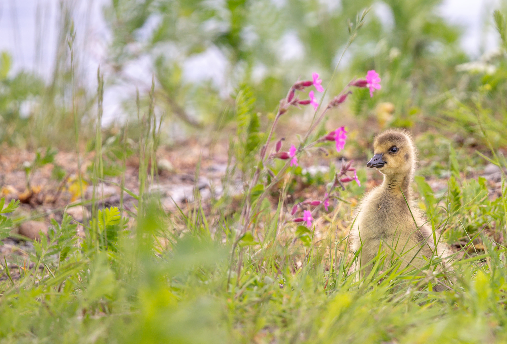 Sony a99 II sample photo. Canada goose chick photography
