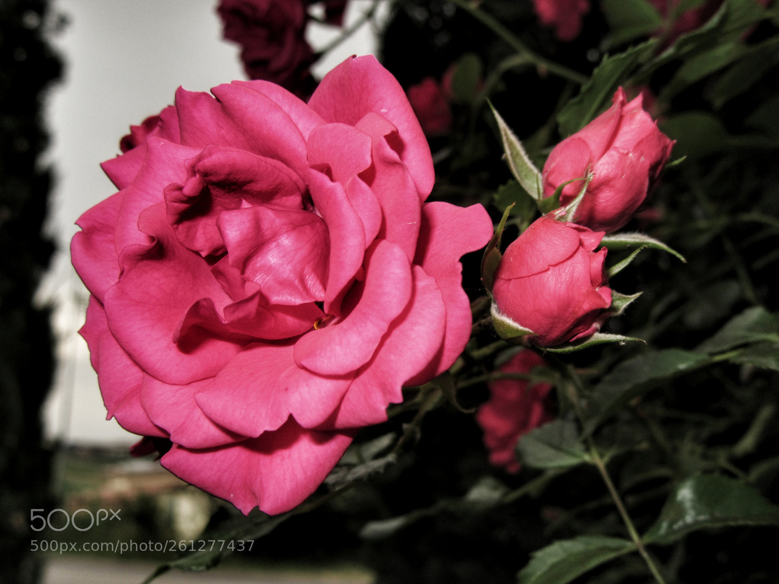 Canon PowerShot SX610 HS sample photo. Rose su rose photography