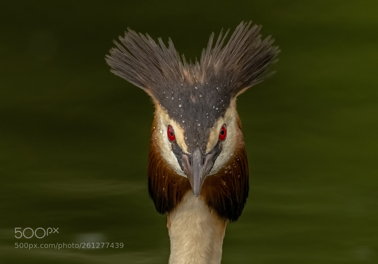 Canon EOS 7D Mark II sample photo. Grebe portrait photography