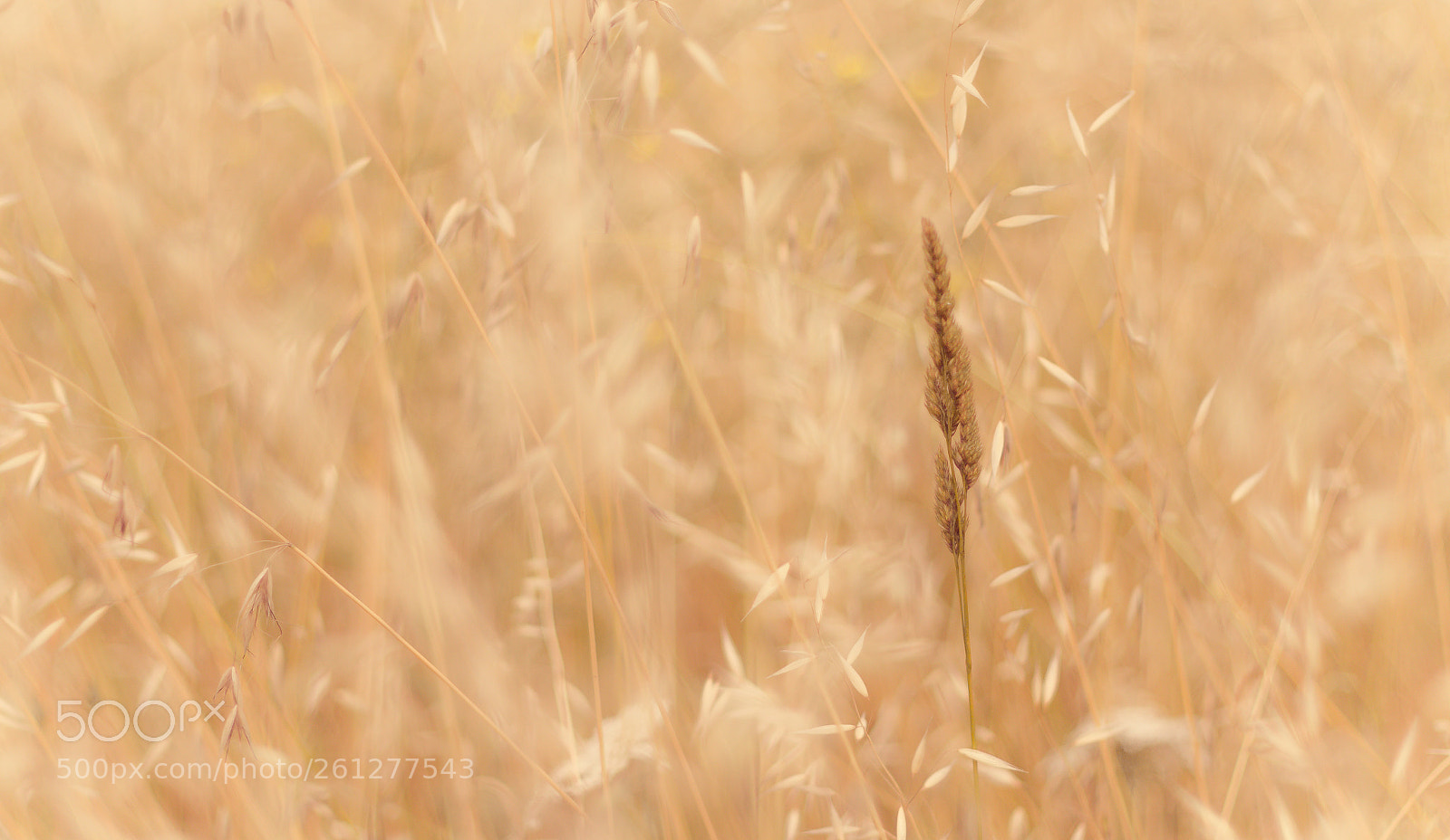 Canon EOS 70D sample photo. Meadow photography