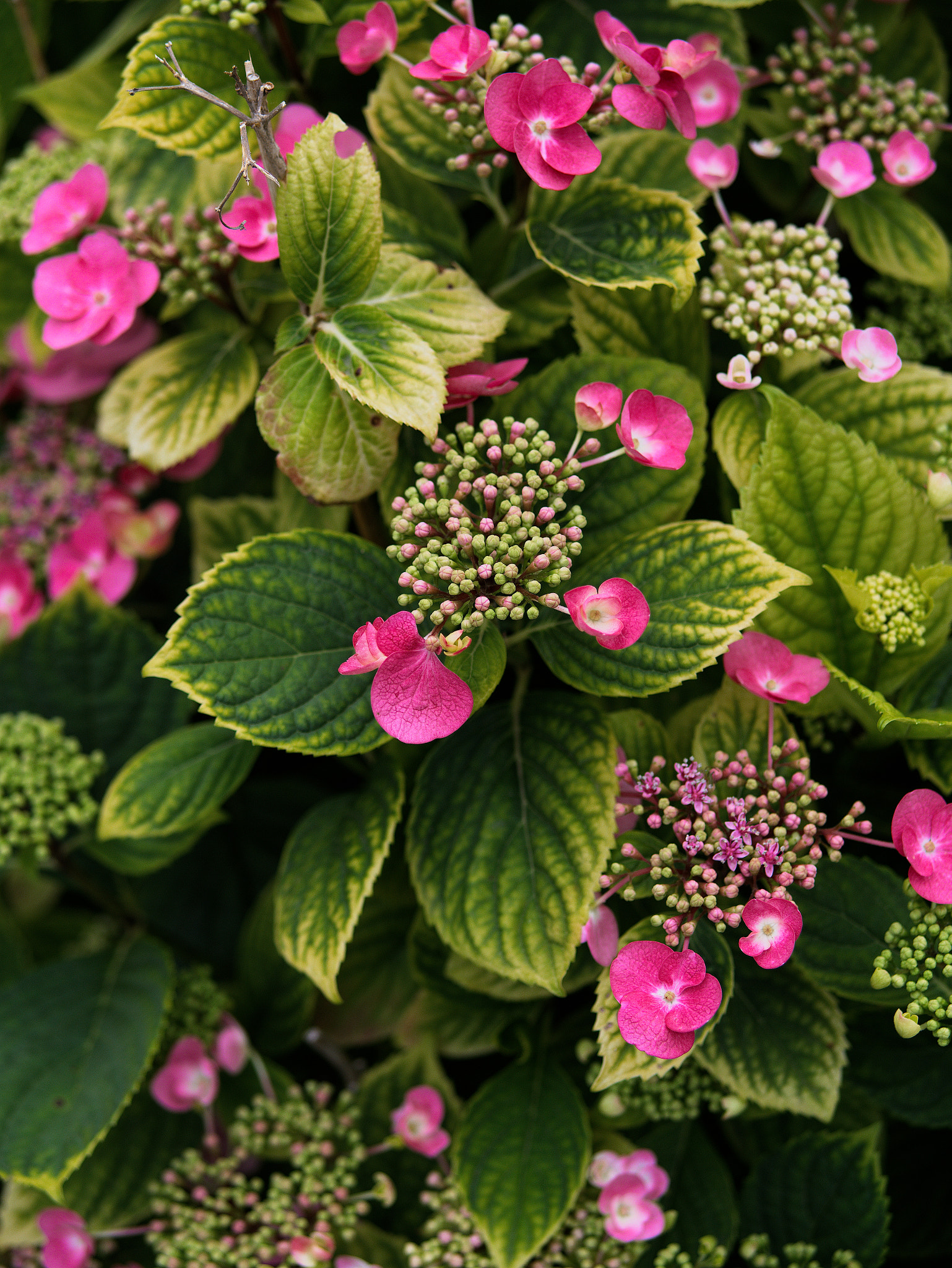 Panasonic Lumix DC-GX9 sample photo. *** photography