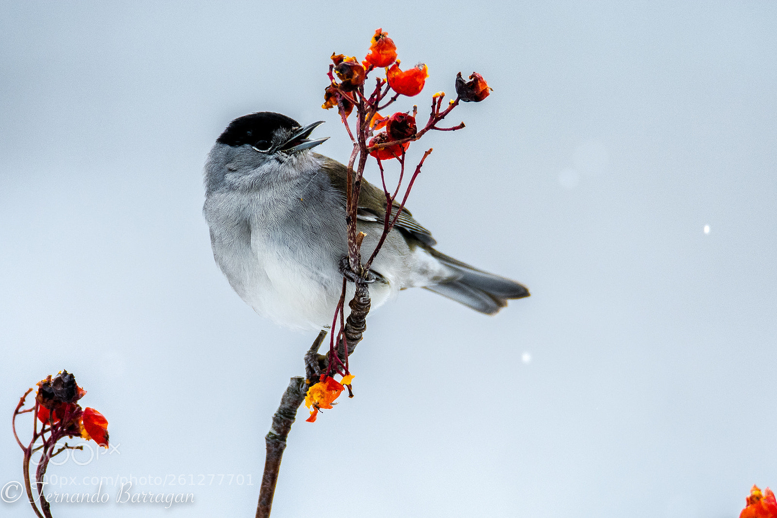 Nikon D7100 sample photo. Curruca y flor photography