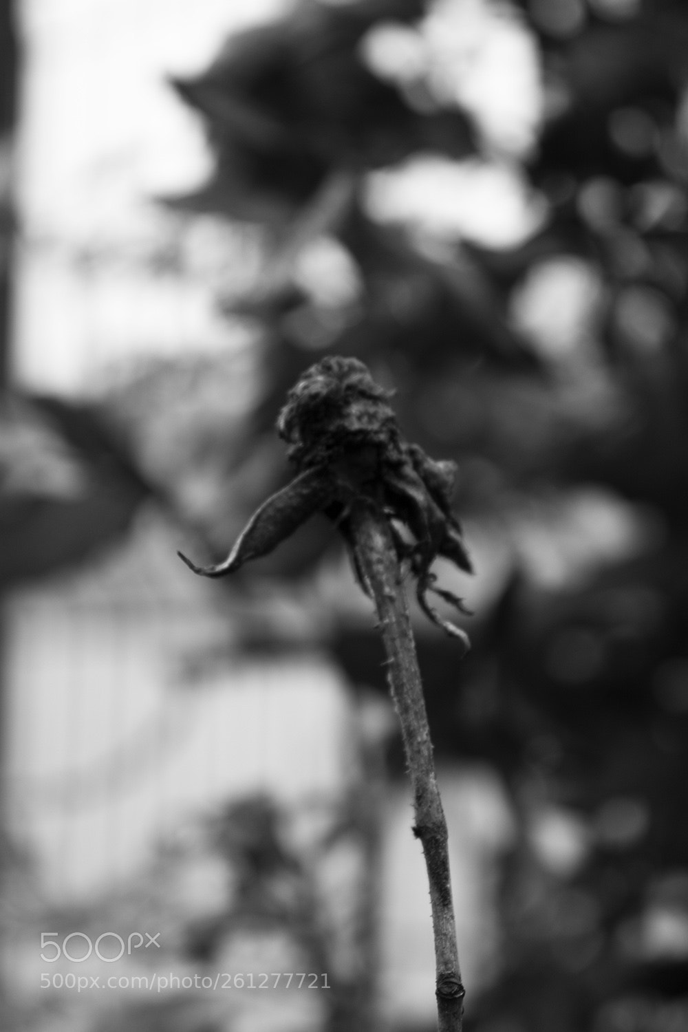 Canon EOS 500D (EOS Rebel T1i / EOS Kiss X3) sample photo. Dead flower photography