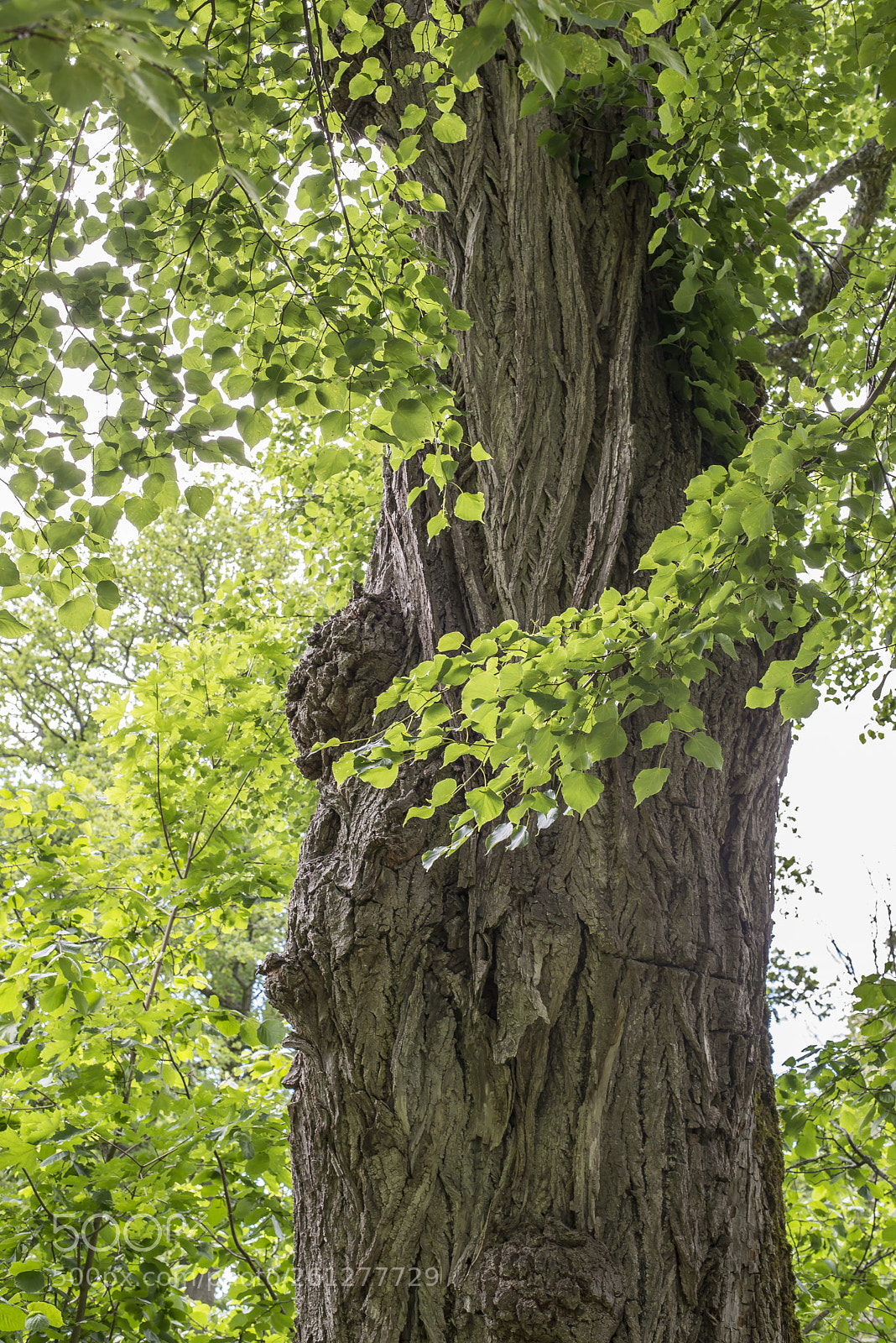Nikon D600 sample photo. Beautiful tree photography