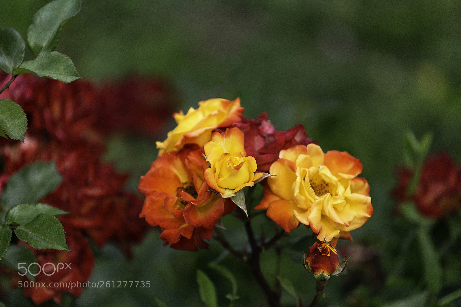 Canon EOS 6D sample photo. Garden roses photography