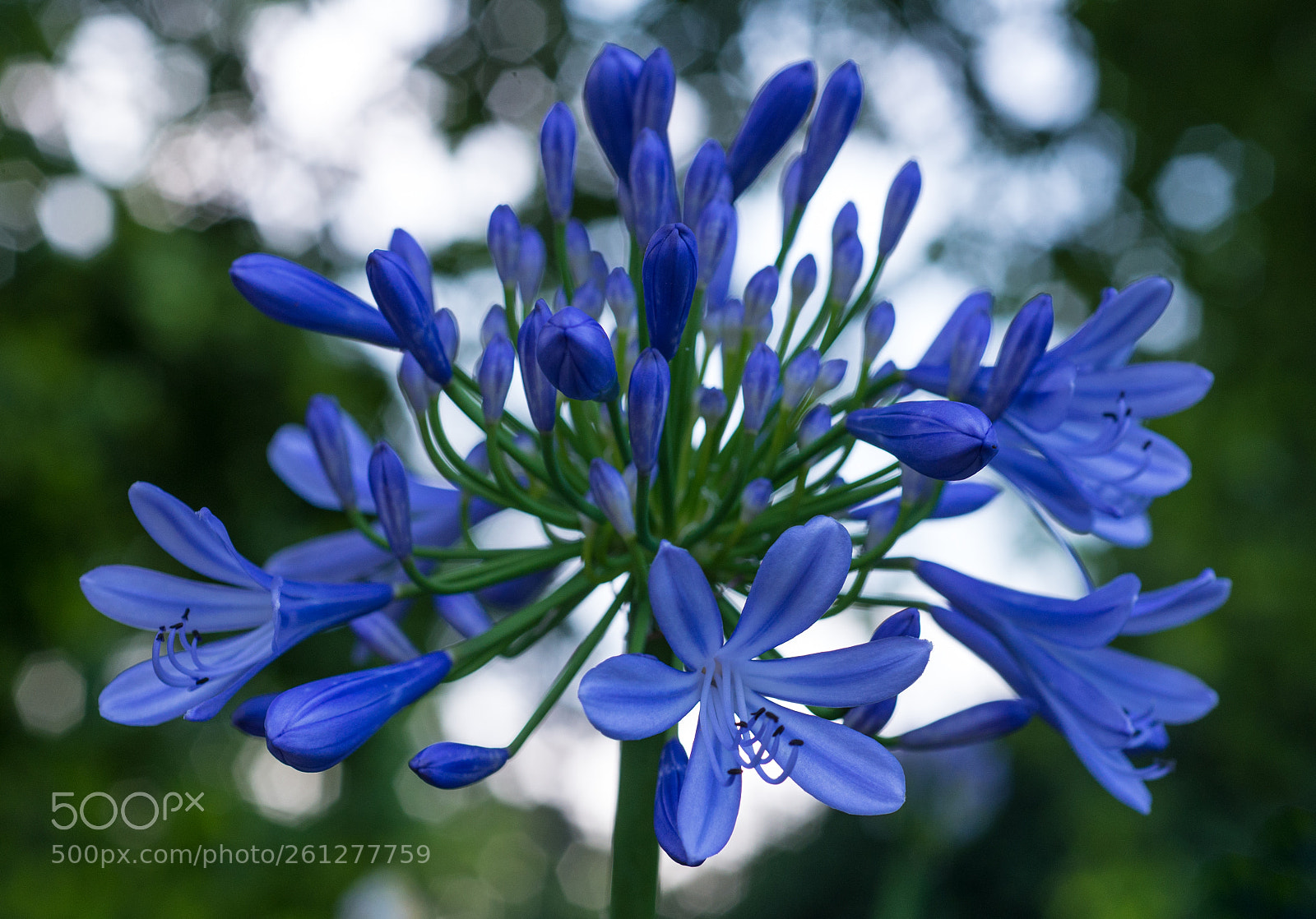 Nikon D600 sample photo. Blue beauty in nature photography