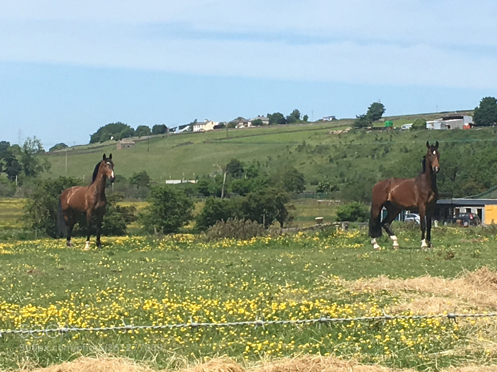 Apple iPhone SE sample photo. Horse  photography