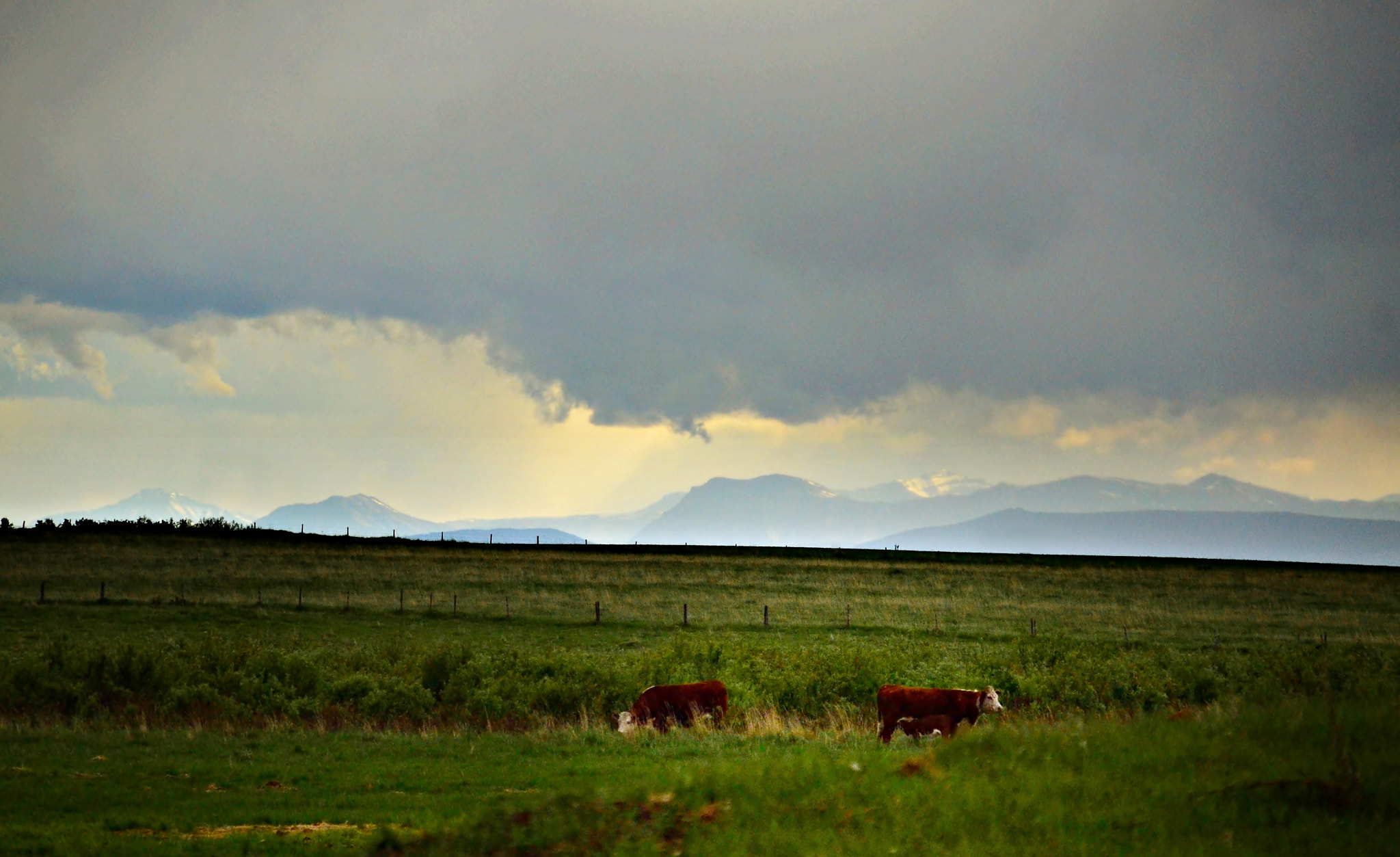 Sigma 18-200mm F3.5-6.3 DC OS HSM sample photo. View to the mountains, with cows, june 2018 photography