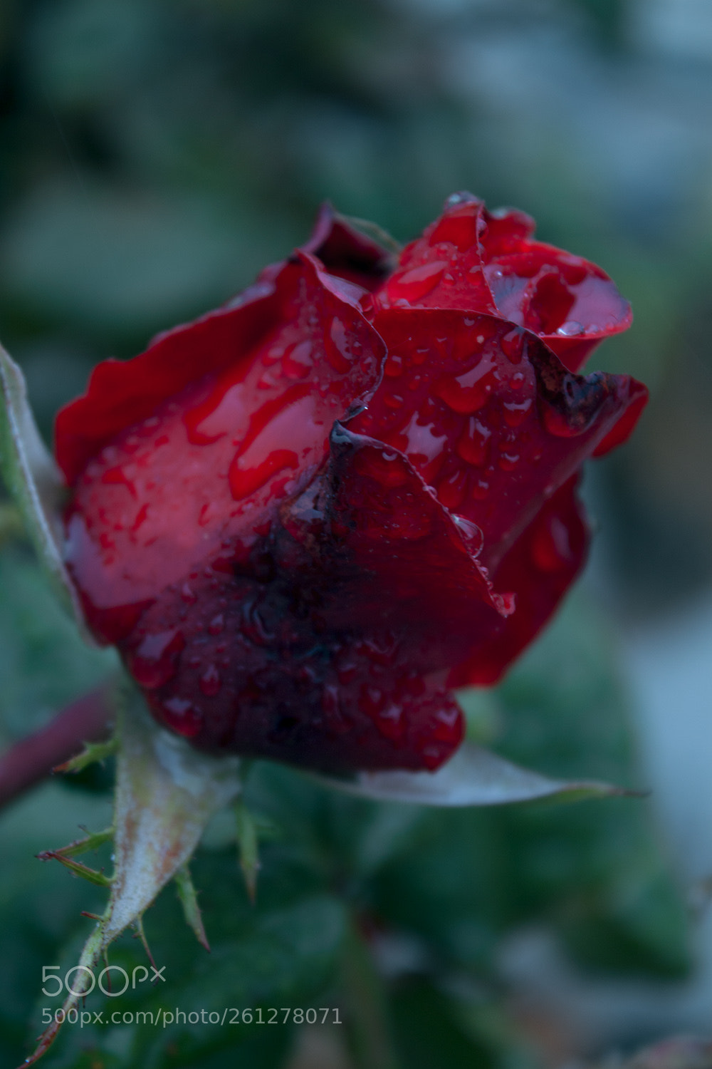 Canon EOS 500D (EOS Rebel T1i / EOS Kiss X3) sample photo. Red rose photography