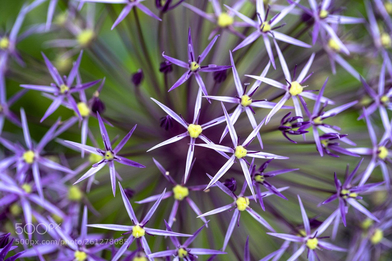 Sony a7 III sample photo. Starburst photography