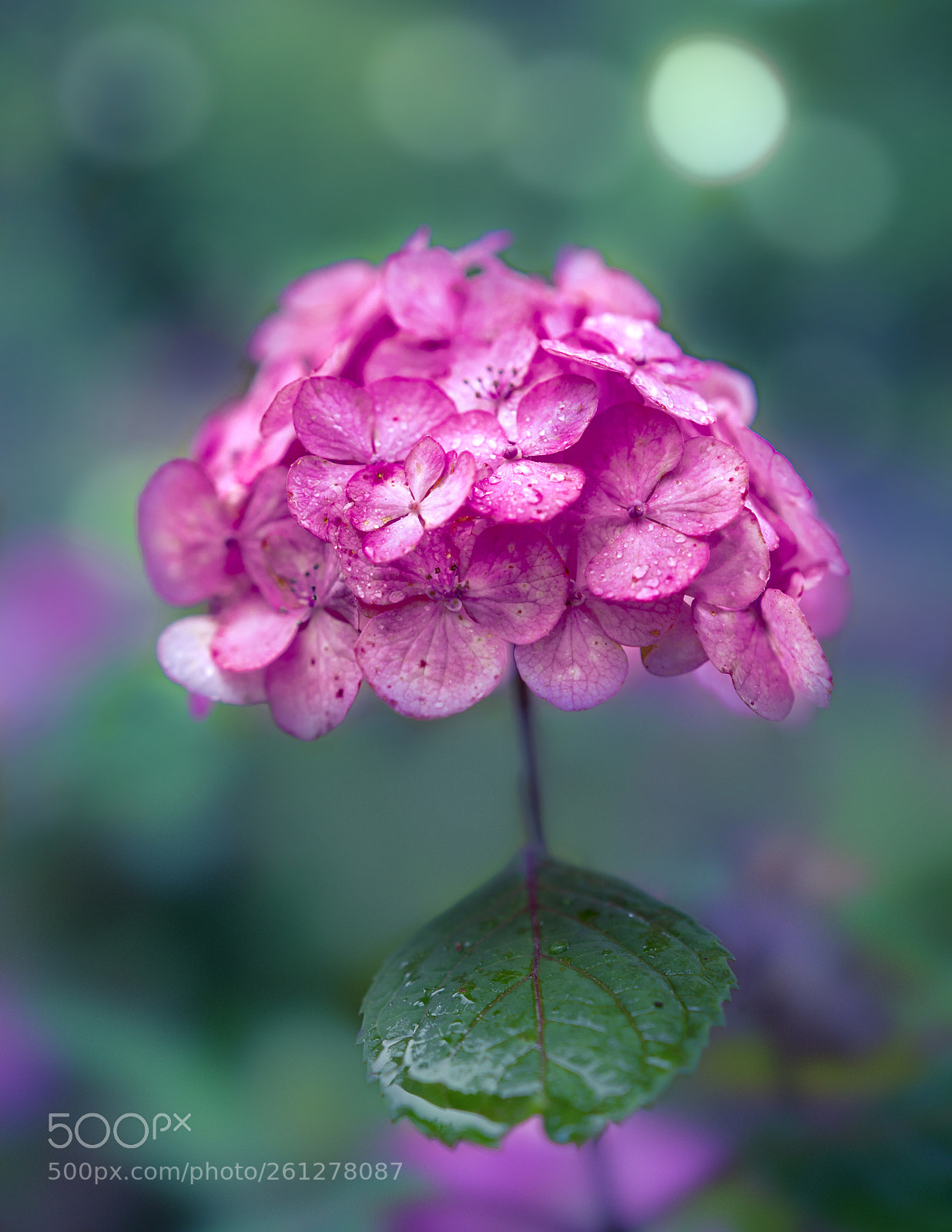Sony a6300 sample photo. Pink hydrangea photography