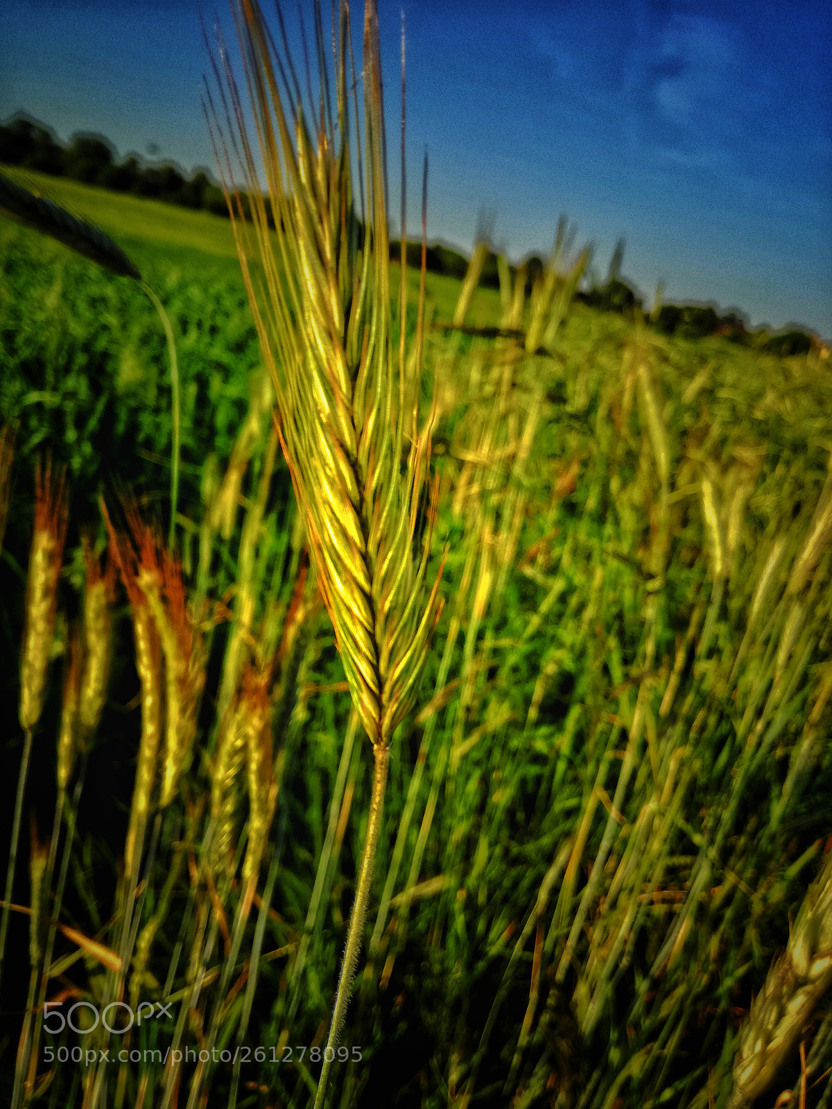 HUAWEI P9 LITE sample photo. Nature photography
