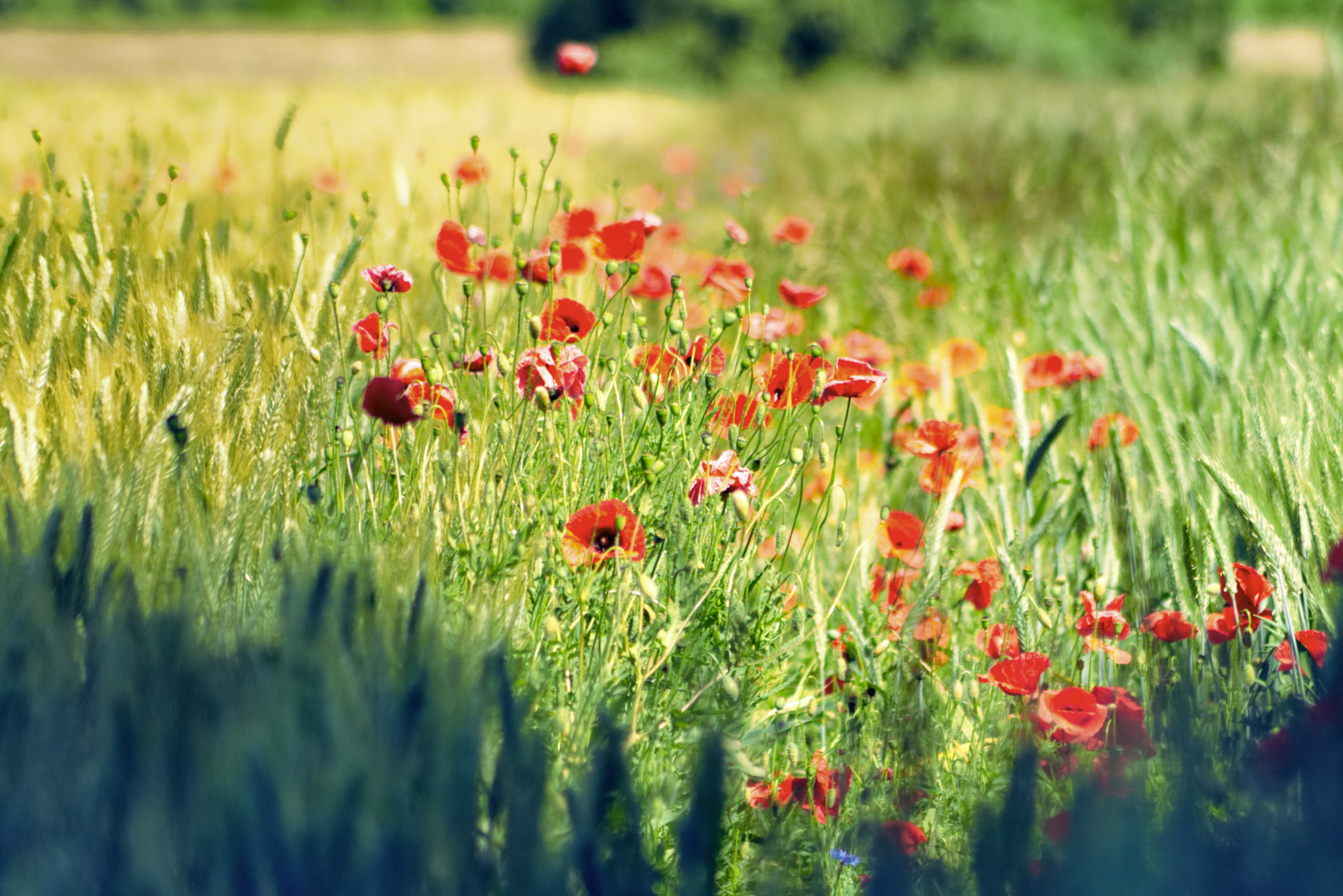 Sony Alpha DSLR-A450 sample photo. Poppies photography