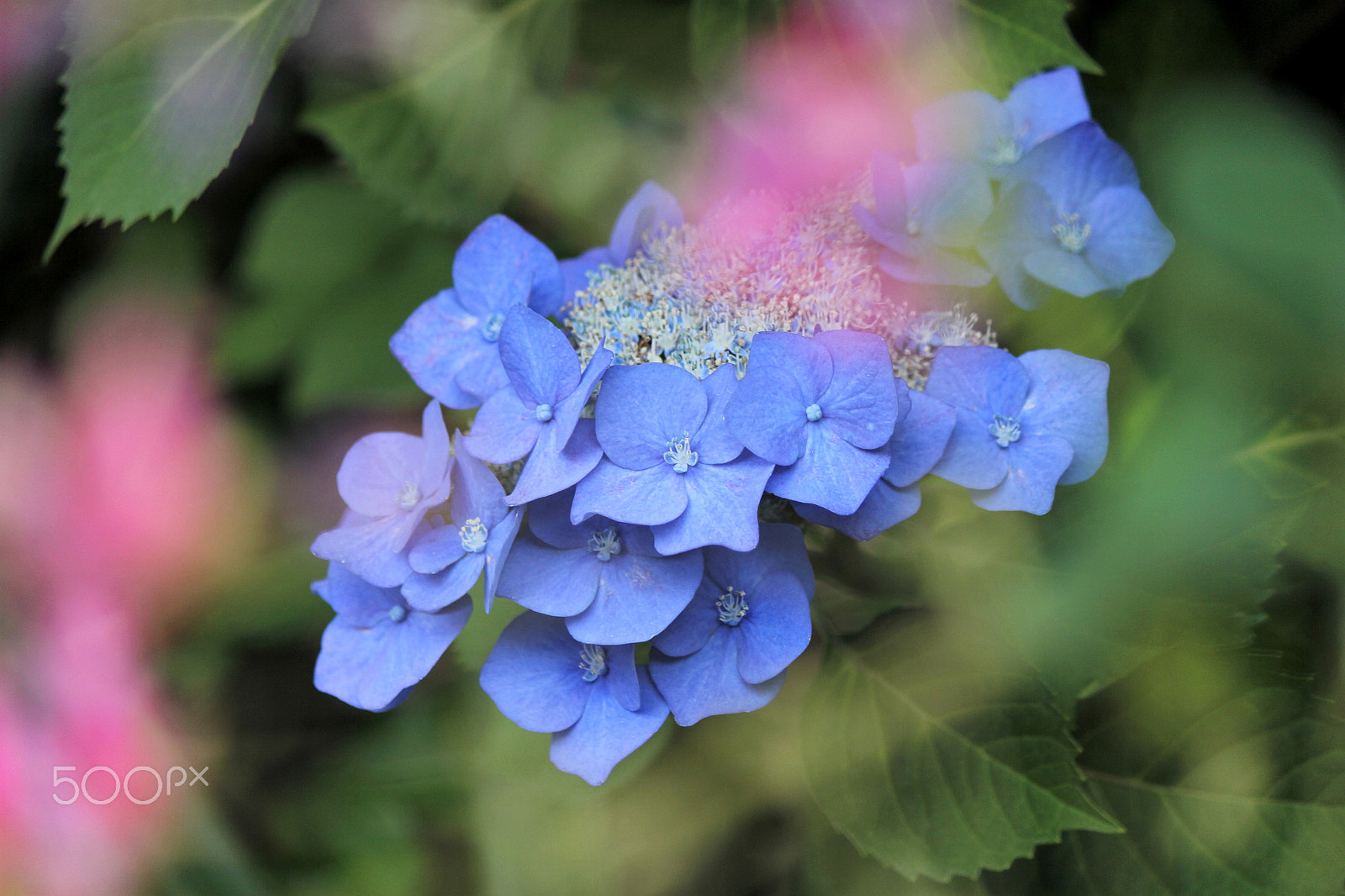 Canon EF-S 55-250mm F4-5.6 IS II sample photo. In full blossom photography