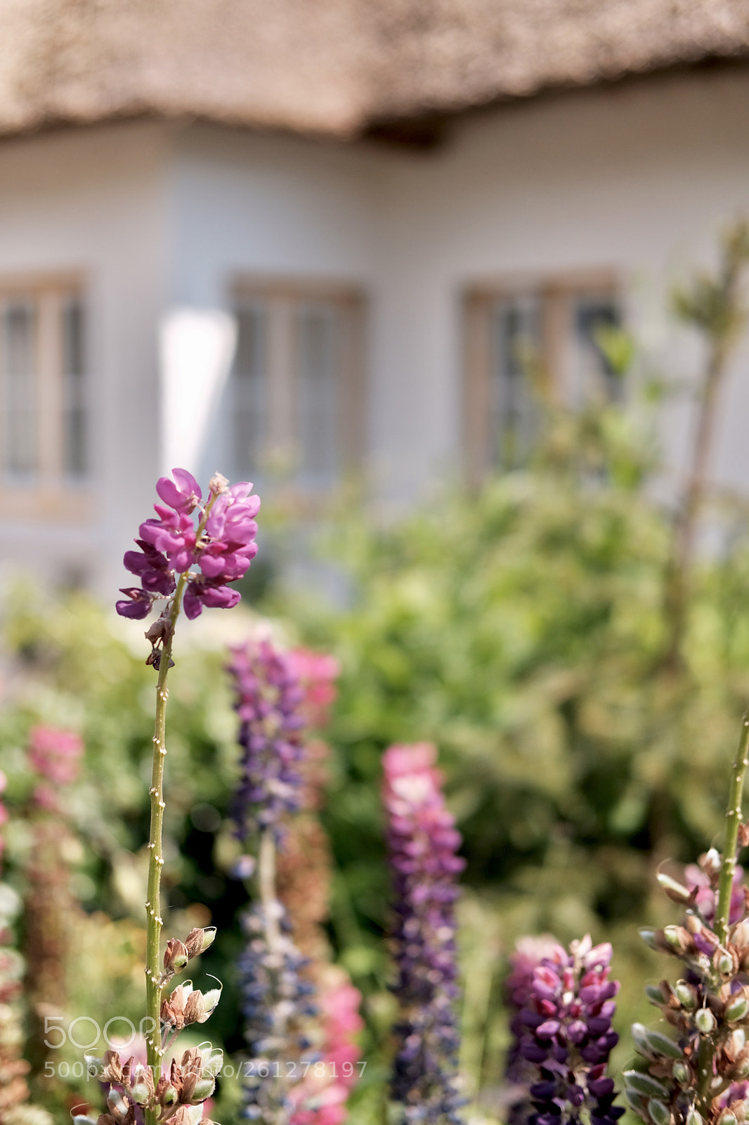 Fujifilm X-T2 sample photo. Irish garden with thatched photography