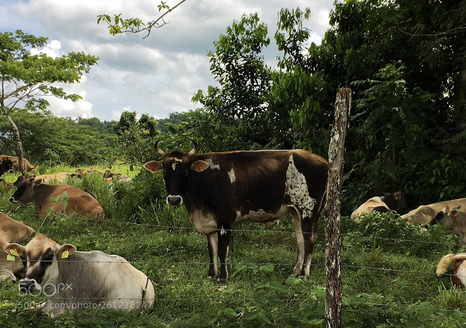 Apple iPhone 6s sample photo. Stare down  photography