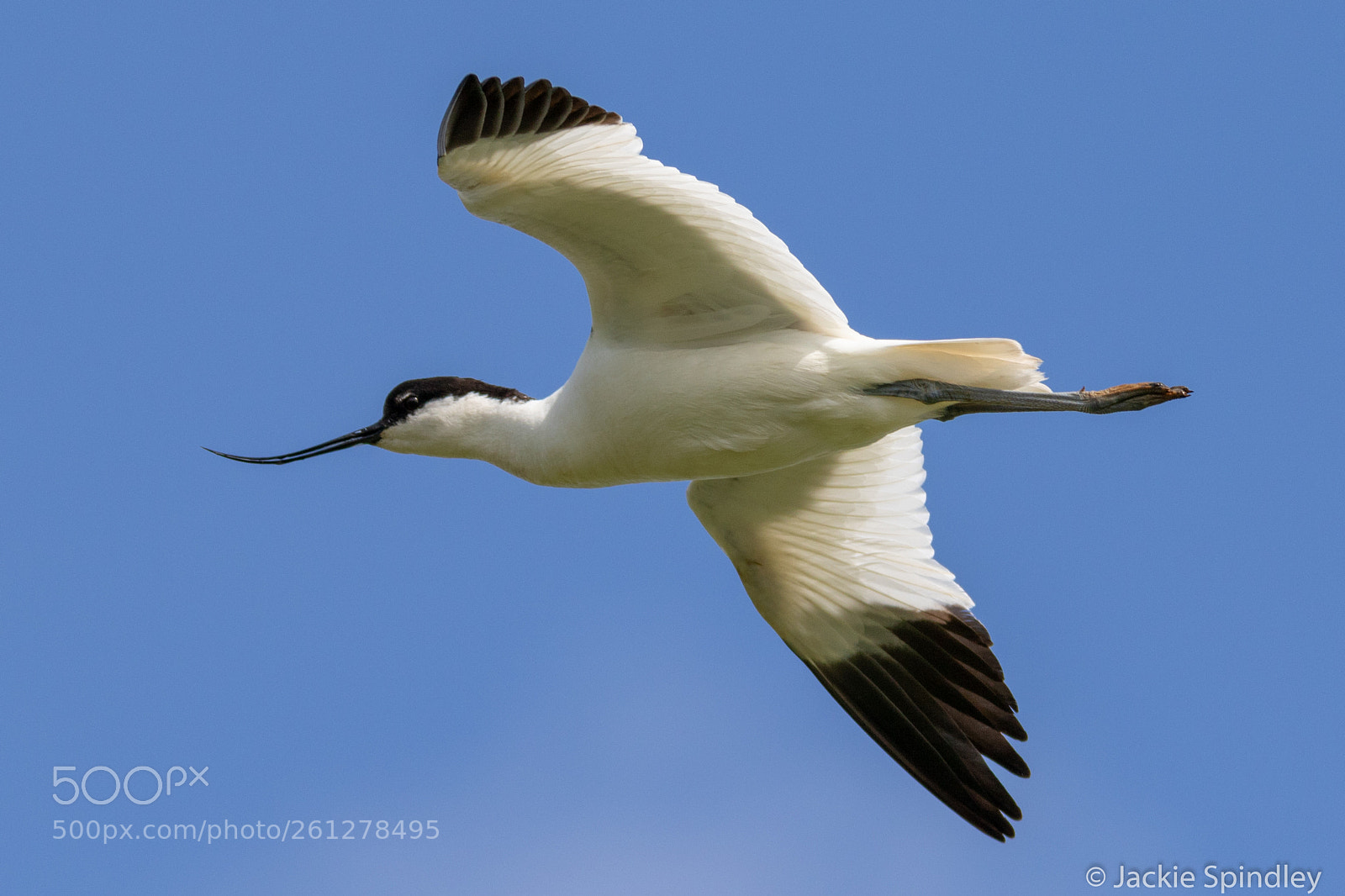 Canon EOS 7D Mark II sample photo. Avocet fly past photography