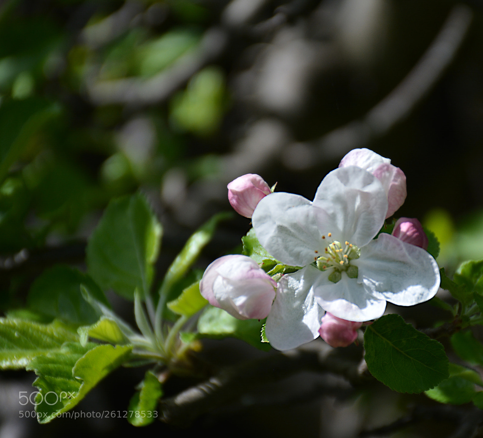 Nikon D5200 sample photo. White flower photography