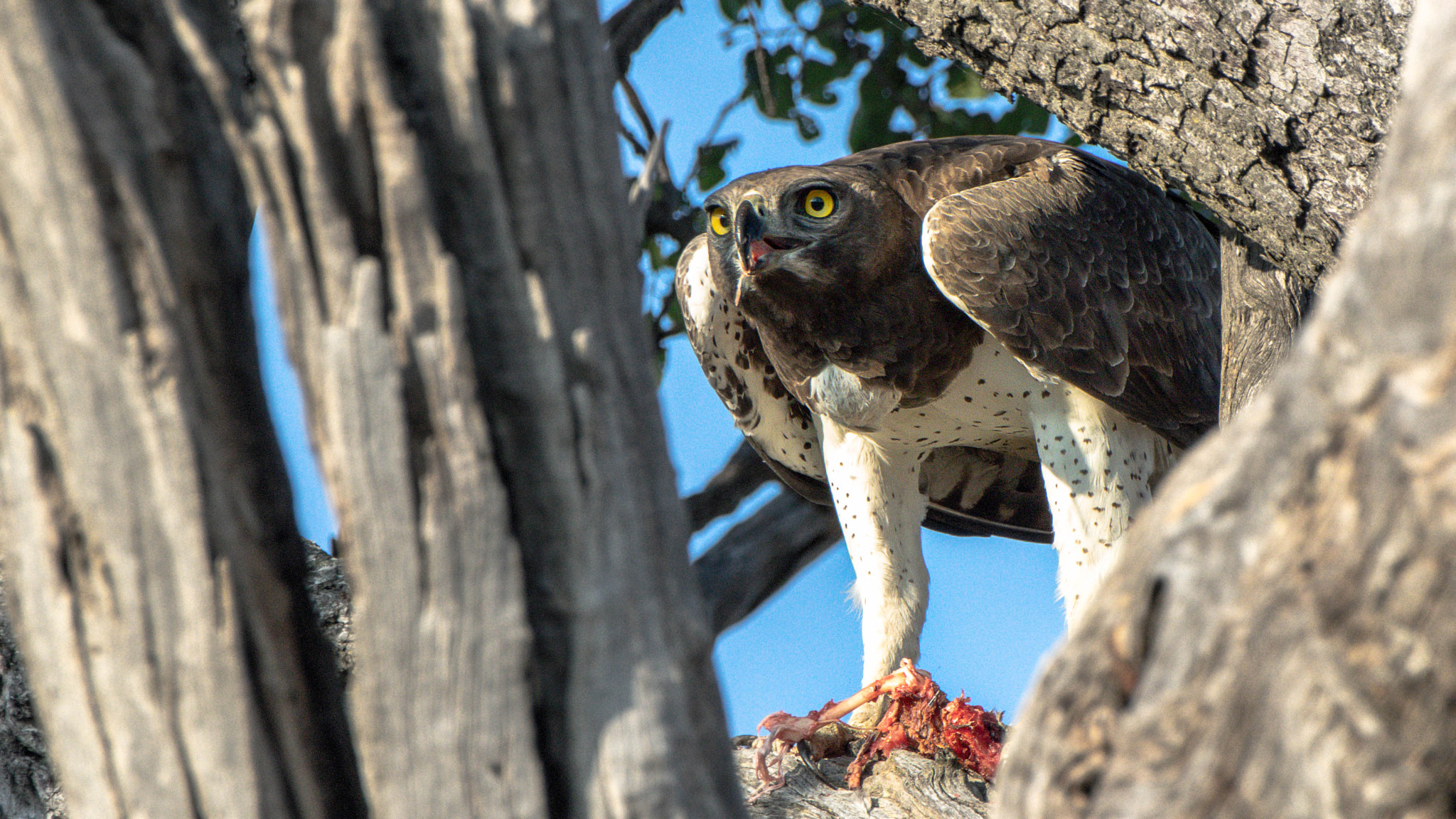 Pentax K-3 II sample photo. Martial eagle, chobe photography